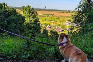 Покорите петербургские горы в Дудергофе. Вот маршрут для поездки на один день 🌄